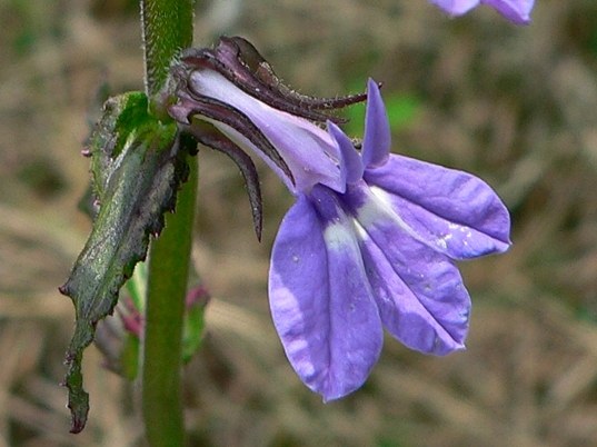 {Lobelia puberula}